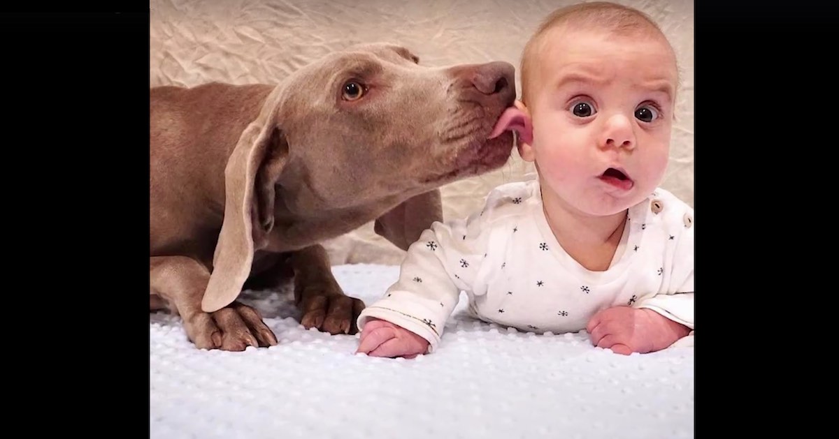 organiseren nakomelingen Door Baby's en honden gaan heel goed samen dat bewijst dit grappige filmpje