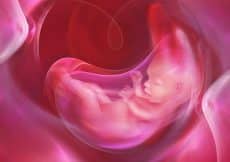 placenta moederkoek nageboorte